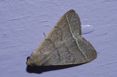 Simplicia cornicalis