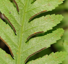 Pteris epaleata