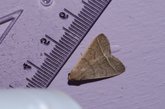 Simplicia cornicalis