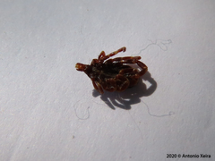 Hyalomma