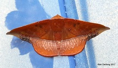 Fascellina clausaria
