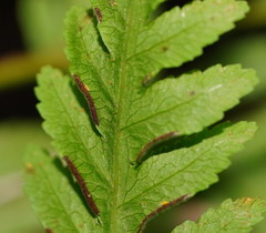 Pteris epaleata