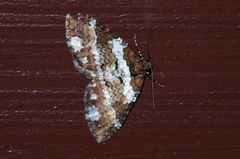 Melanthia catenaria