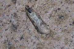 Nomophila noctuella