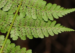 Diplazium australe