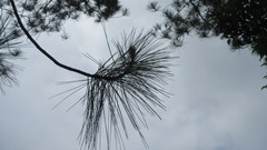 Pinus