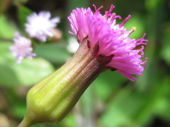 Asteraceae