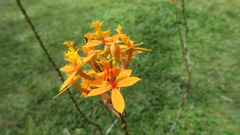 Epidendrum