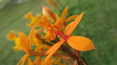 Epidendrum