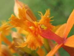 Epidendrum