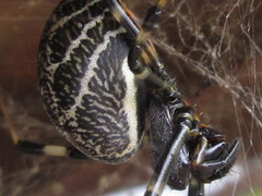 Nephilengys malabarensis