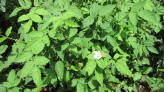 Rubus