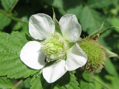 Rubus