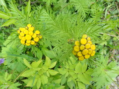 Tanacetum vulgare boreale