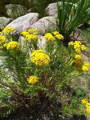 Tanacetum vulgare