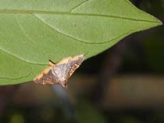 Prophantis adusta