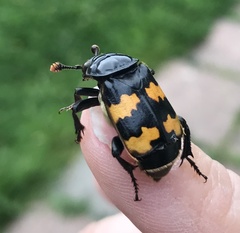 Nicrophorus interruptus