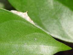 Prophantis adusta