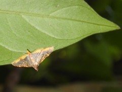 Prophantis adusta