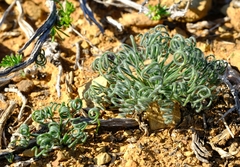 Albuca viscosa