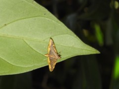 Prophantis adusta
