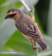 Pachyphantes superciliosus