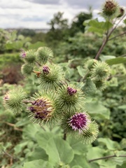 Arctium lappa