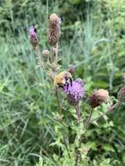 Bombus pascuorum