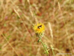Centaurea ornata