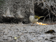 Myiothlypis rivularis