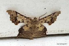 Krananda semihyalina