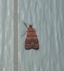 Hydrillodes funestalis