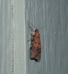 Hydrillodes funestalis