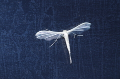 Pterophorus