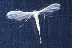 Pterophorus