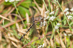 Progomphus obscurus