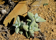 Crassula deltoidea