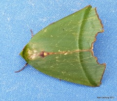 Clethrophora angulipennis