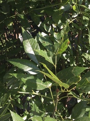 Magnoliopsida