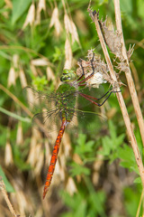 Anax longipes