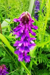 Vicia cracca