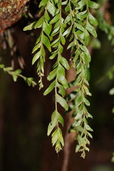 Tmesipteris obliqua