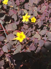 Oxalis