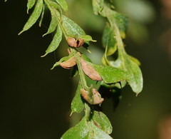 Tmesipteris obliqua