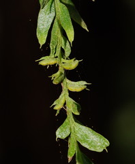 Tmesipteris obliqua