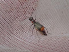 Axinotarsus pulicarius