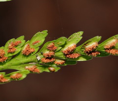 Asplenium gracillimum