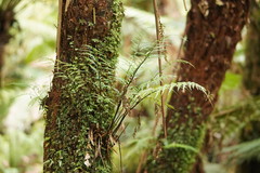 Asplenium gracillimum