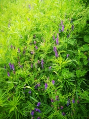 Vicia cracca
