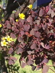 Oxalis